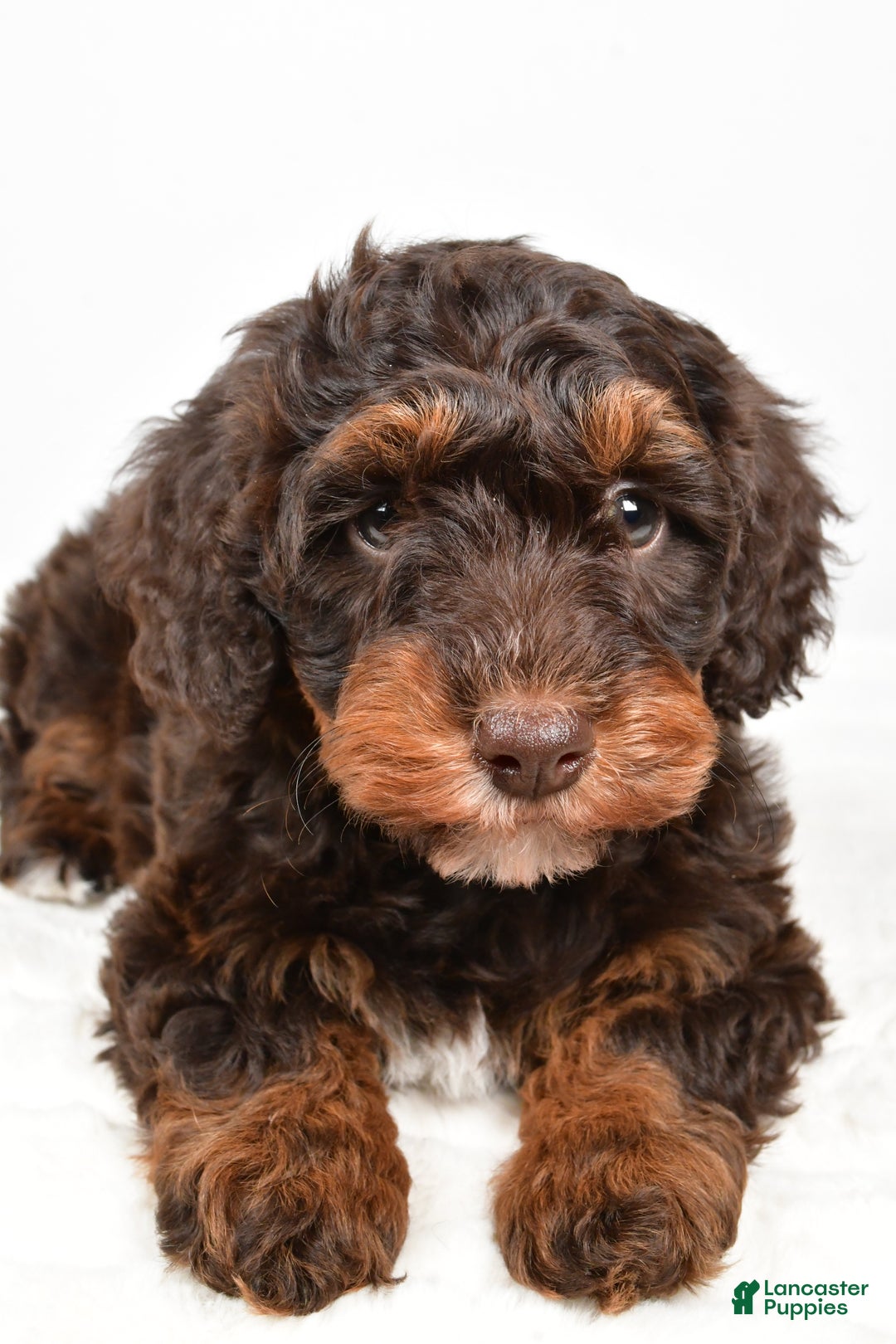 Mixed Breed dogs for sale: Star - Ad 9