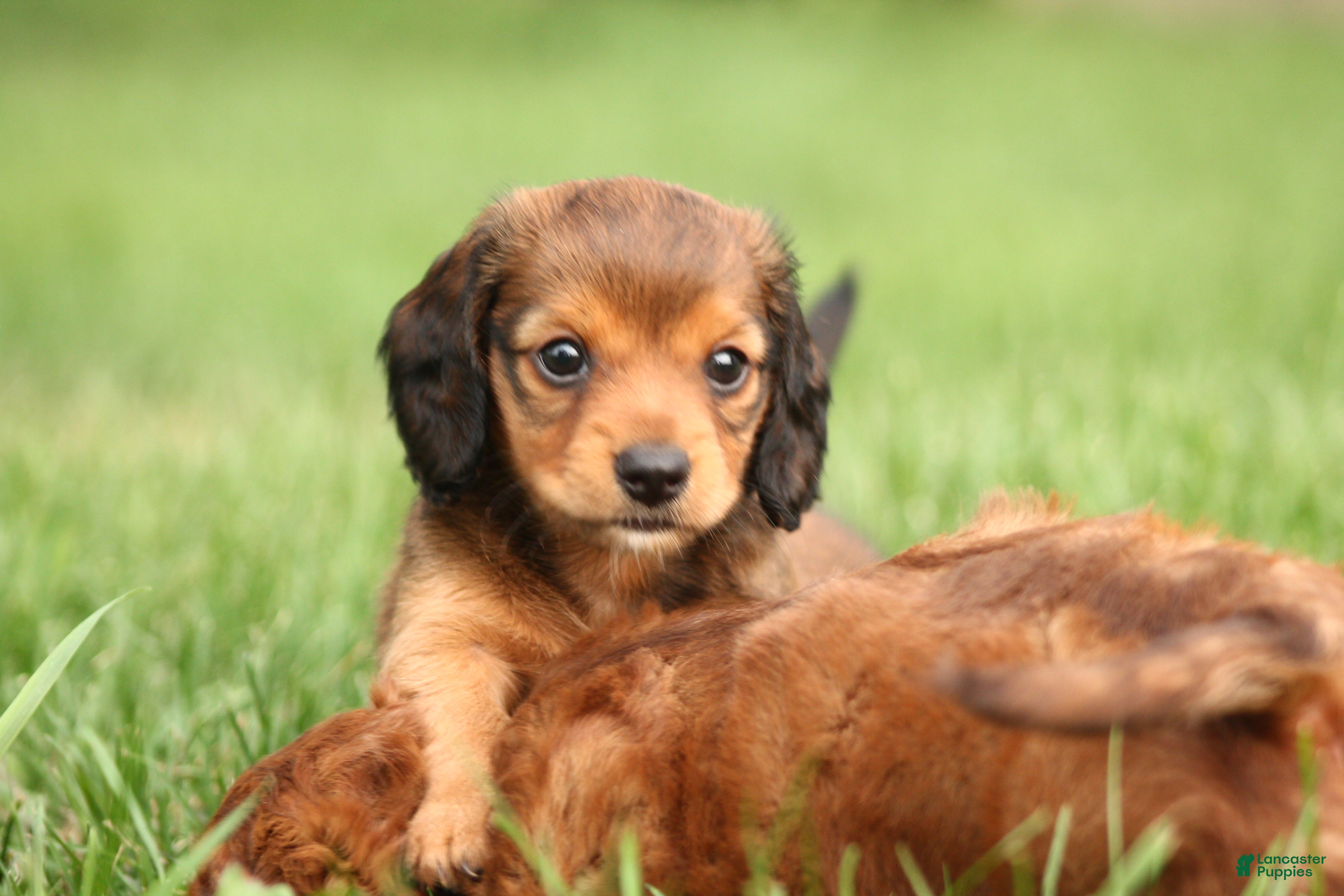 Dachshund dogs Sage - Ad 1