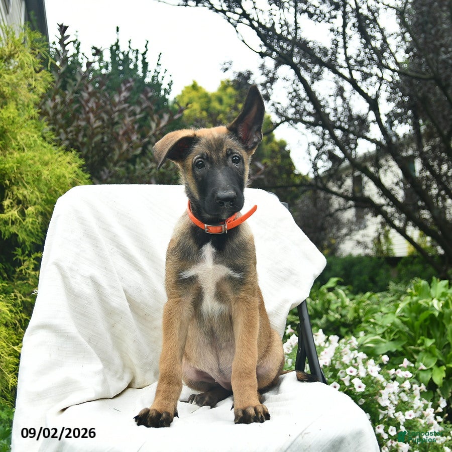 Belgian Malinois dogs Aspen - Ad 1