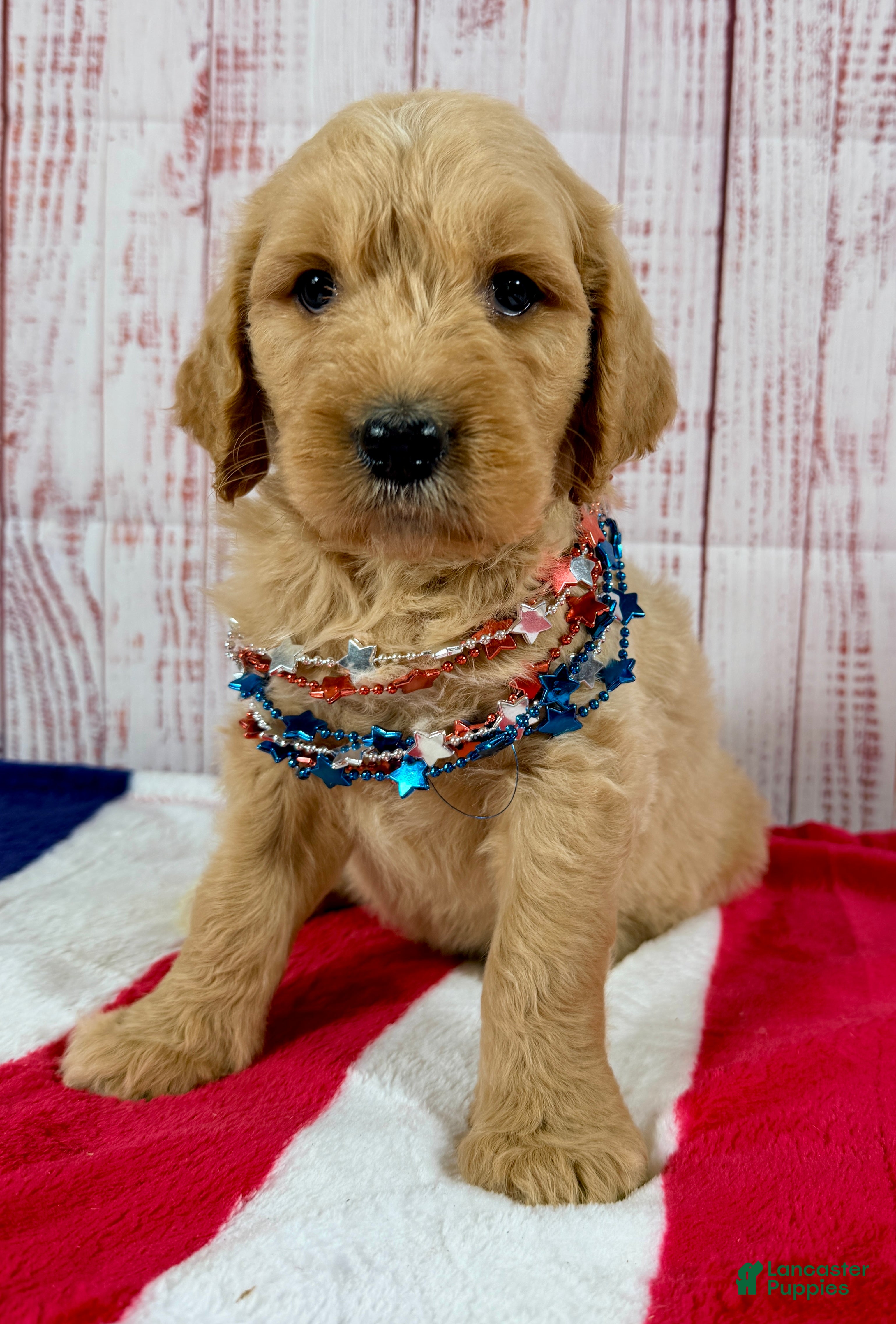 Goldendoodle dogs Teddy - Ad 1