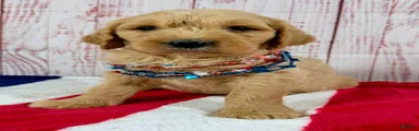 Teddy
