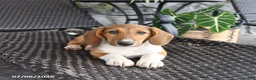 Mixed Breed dogs for sale: Charlotte - Ad 1