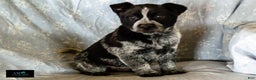 Australian Cattle Dog dogs for sale: Cassidy - Ad 5