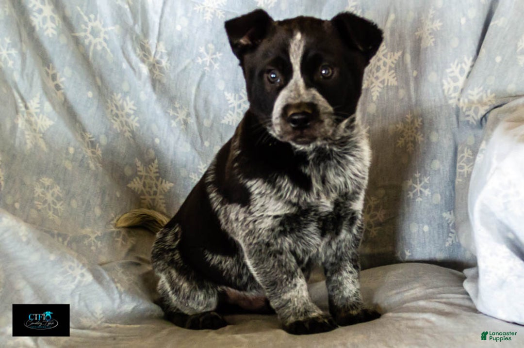 Australian Cattle Dog dogs for sale: Cassidy - Ad 5
