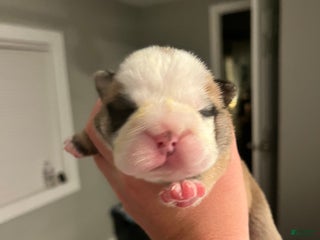 English Bulldog dogs Shadow - Ad 6