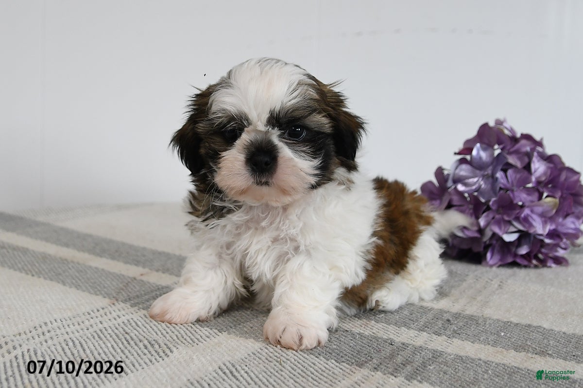 Shih Tzu dogs Dawson - Ad 2