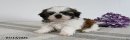 Shih Tzu dogs for sale: Dawson - Ad 2