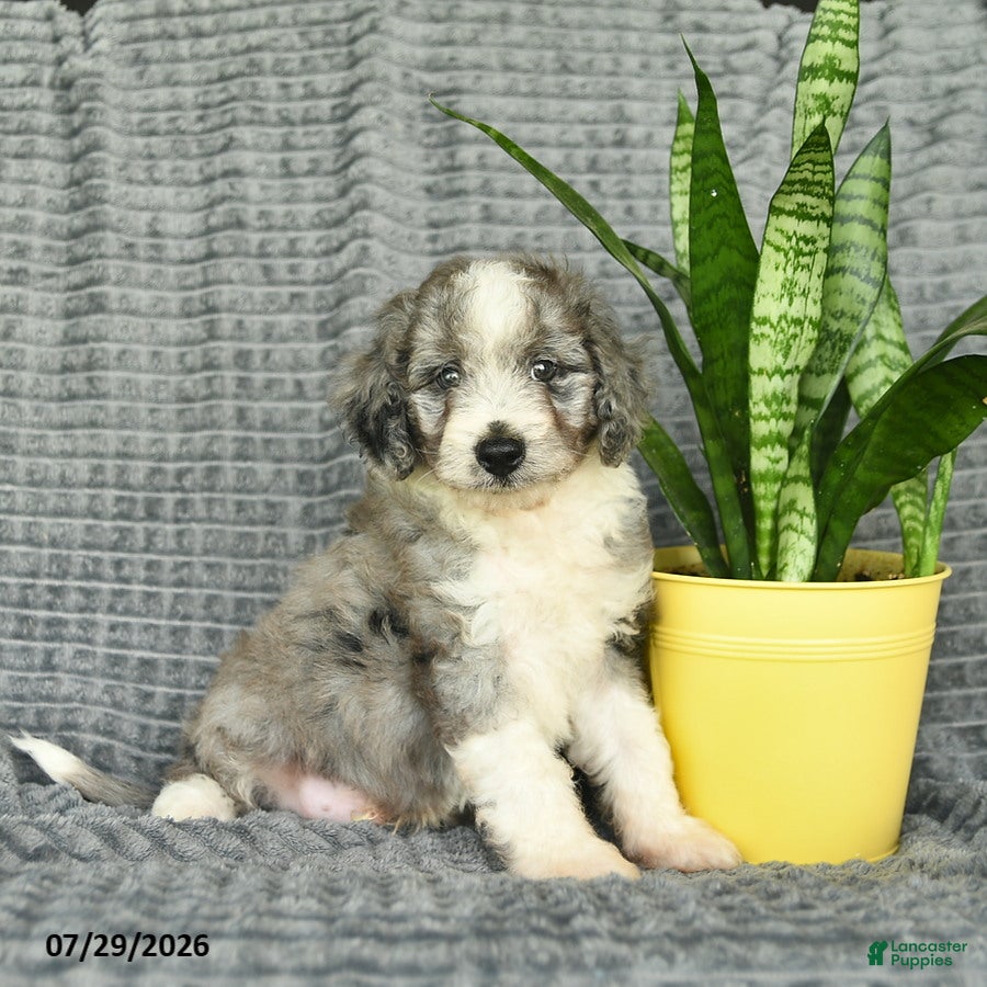 Aussiedoodle dogs Walnut  - Ad 2