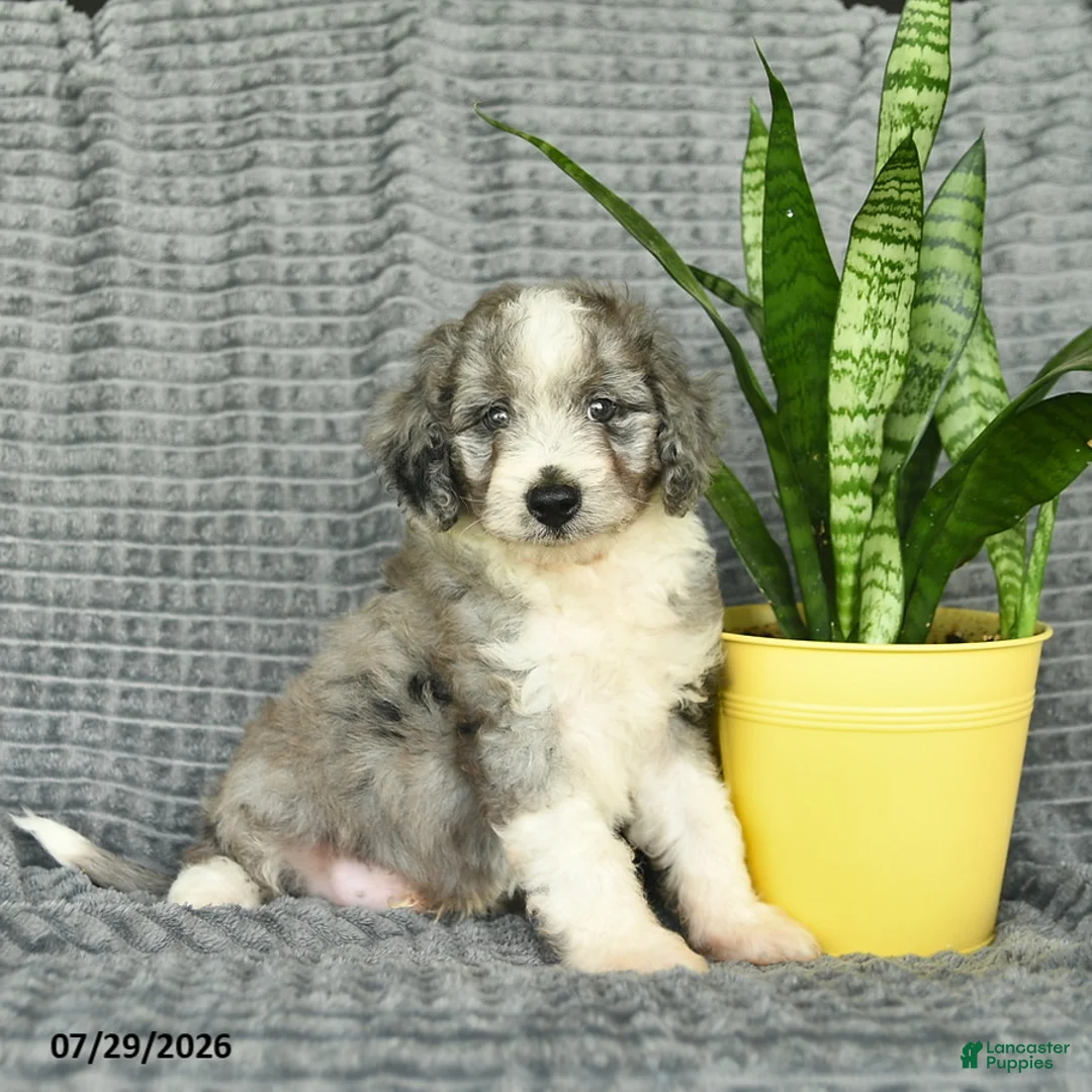Aussiedoodle dogs for sale: Walnut  - Ad 2