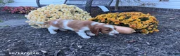 Welsh Springer Spaniel dogs for sale: Lance - Ad 6