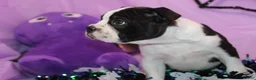 Boston Terrier dogs for sale: Nash A Gentle Soul with Eyes That Melt Hearts - Ad 5