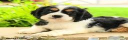 English Cocker Spaniel dogs for sale: Lance  - Ad 4