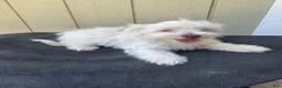 Maltipoo dogs for sale: Maltipoo 2 - Ad 3