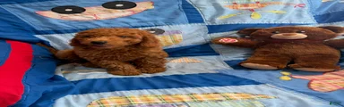 Prince Petite Goldendoodles 