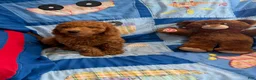 Goldendoodle dogs for sale: Prince Petite Goldendoodles  - Ad 1