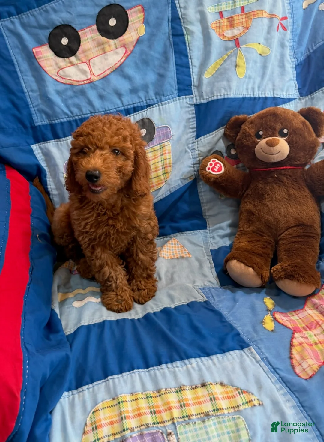 Goldendoodle dogs for sale: Prince Petite Goldendoodles  - Ad 1