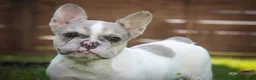 French Bulldog dogs for sale: Juliet - Ad 1