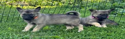 Norwegian Elkhound dogs for sale: Marylou - Ad 3