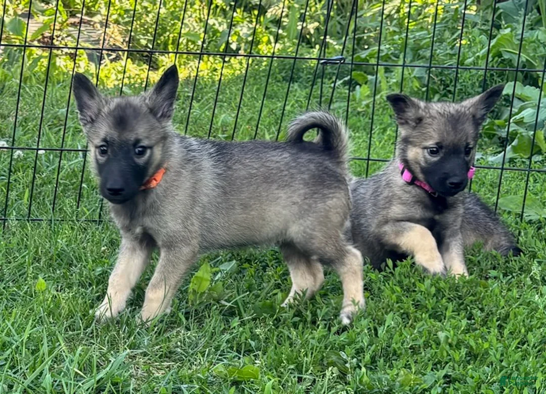 Norwegian Elkhound dogs for sale: Marylou - Ad 3