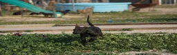 Dutch Shepherd dogs for sale: Dutch black brindle F - Ad 10
