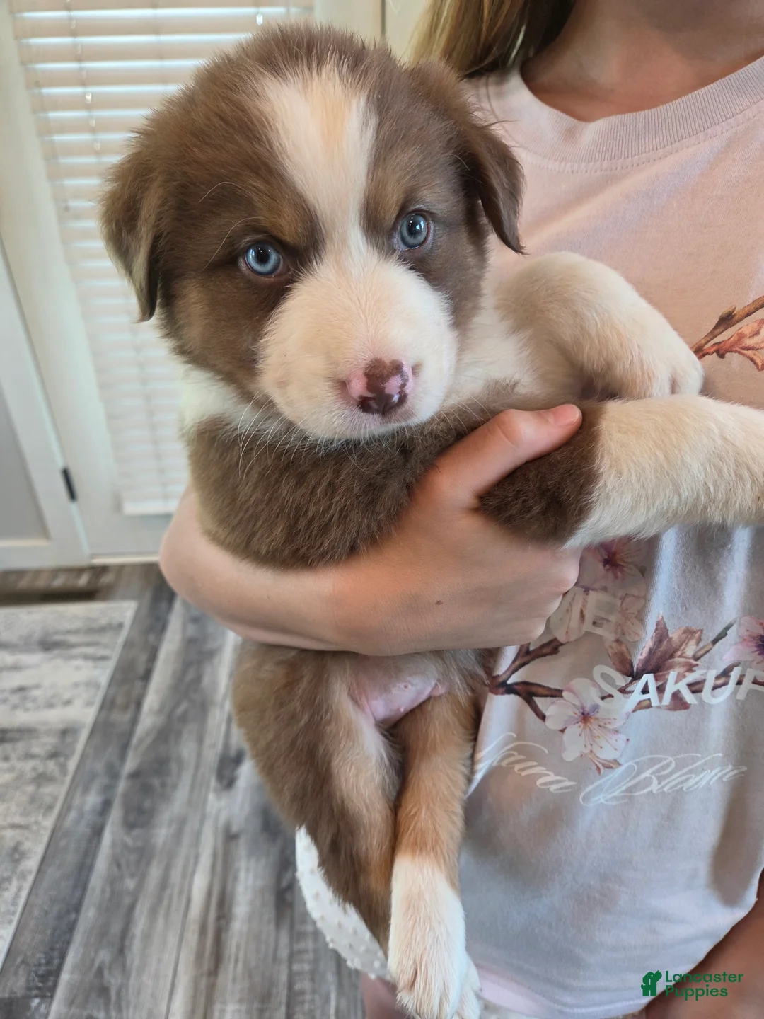 Australian Shepherd dogs for sale: Copper Ridge - Ad 2