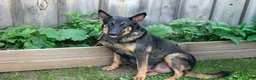 Mixed Breed dogs for sale: Gizmo - Ad 4