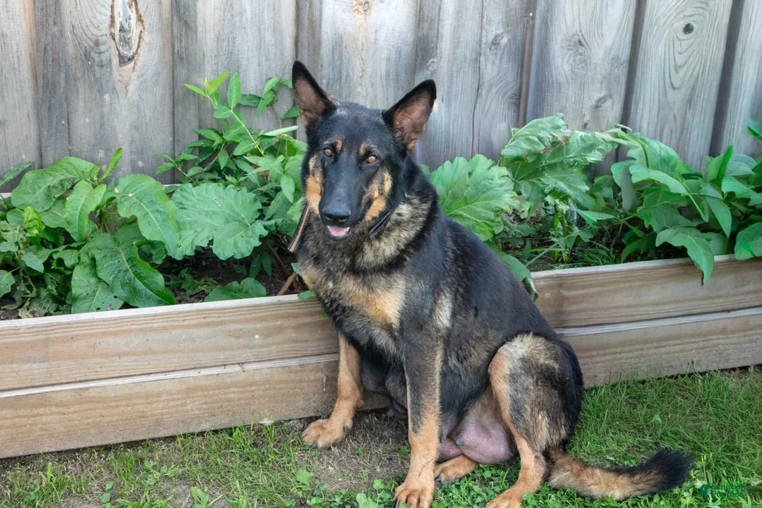 Mixed Breed dogs for sale: Gizmo - Ad 4