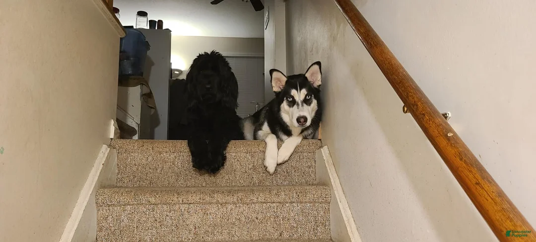 Mixed Breed dogs for sale: Einstein - Ad 2