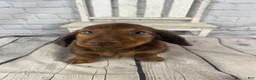 Miniature Dachshund dogs for sale: Emma - Ad 4