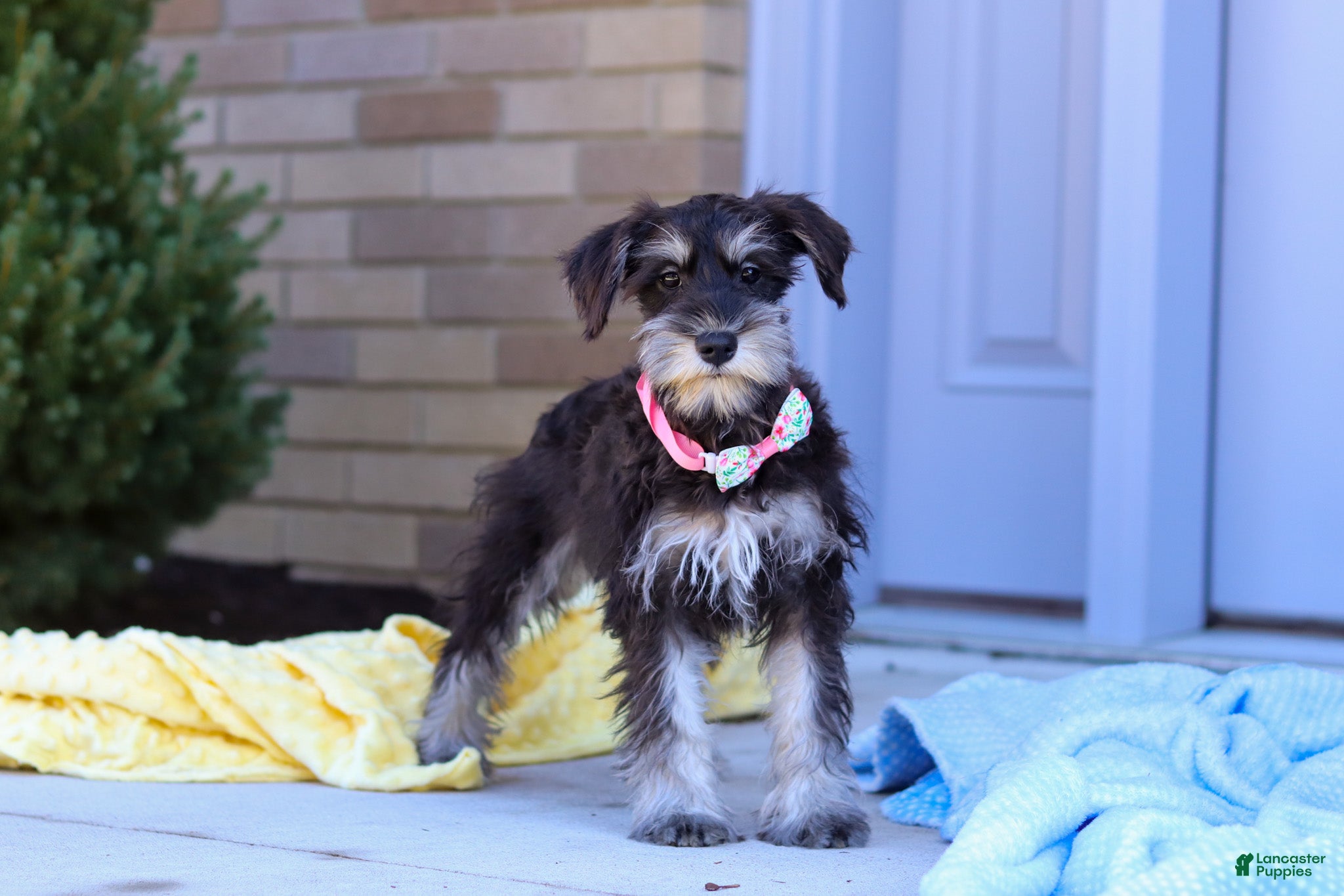 Miniature Schnauzer Puppies for sale in Massillon, Ohio