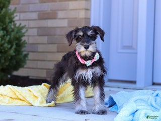 Miniature Schnauzer dogs - Ad 11