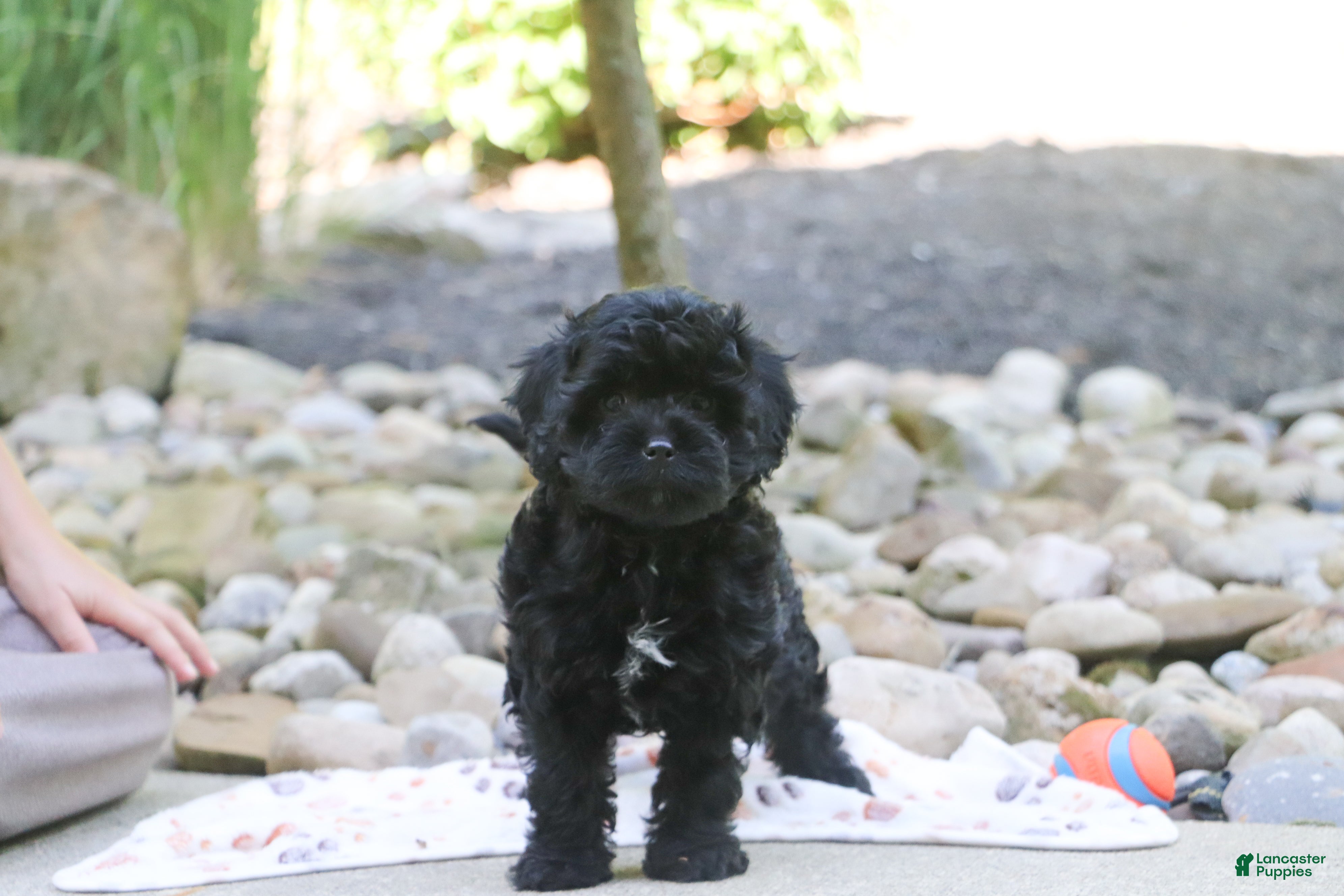 Cavapoo dogs Sophie - Ad 2
