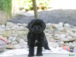 Cavapoo dogs for sale: Sophie - Ad 2