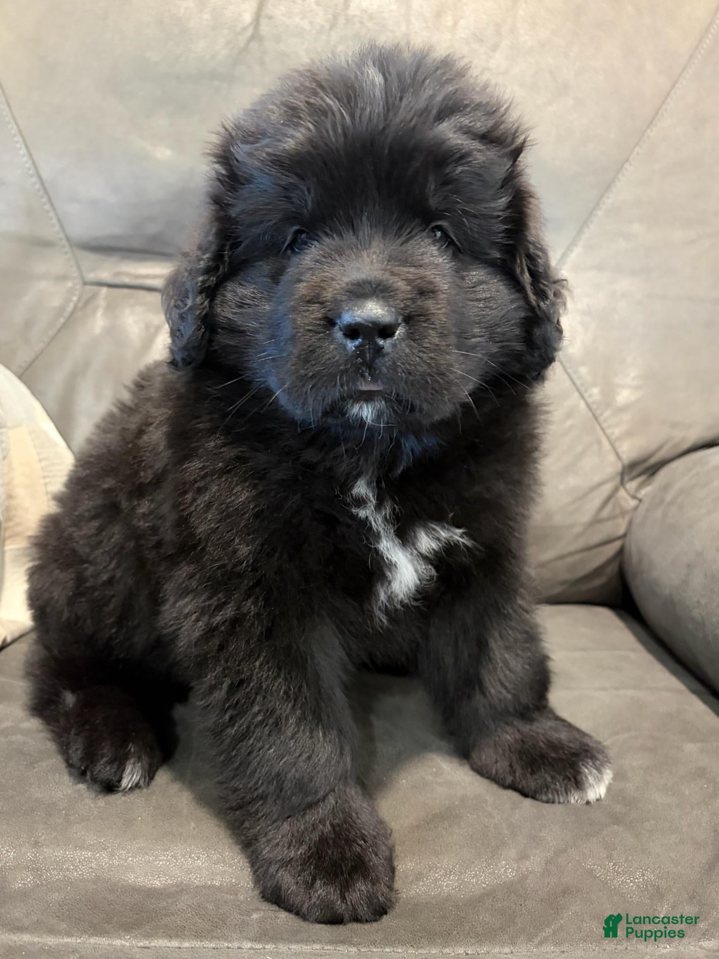 Newfoundland dogs for sale: EARL - Ad 2