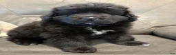 Newfoundland dogs for sale: EARL - Ad 2