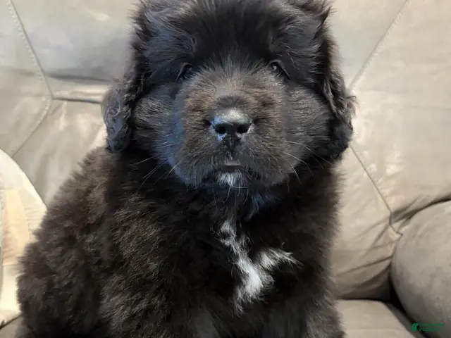Newfoundland dogs for sale: EARL - Ad 2