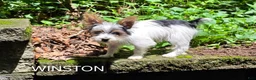 Yorkshire Terrier dogs for sale: Winston - Ad 1
