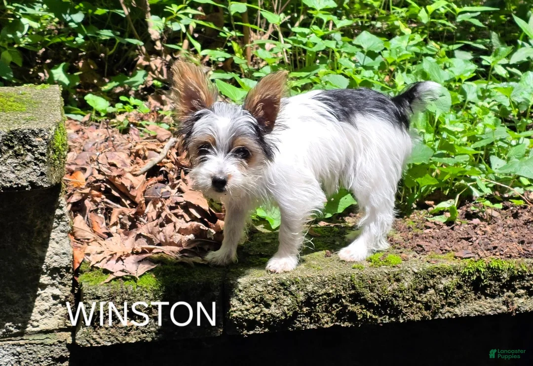 Yorkshire Terrier dogs for sale: Winston - Ad 1