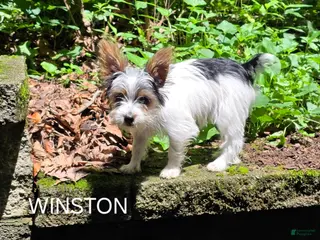 Yorkshire Terrier dogs for sale: Winston - Ad 1