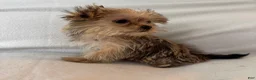 Shorkie dogs for sale: Luka - Ad 3