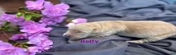 Golden Retriever dogs for sale: Holly - Ad 2