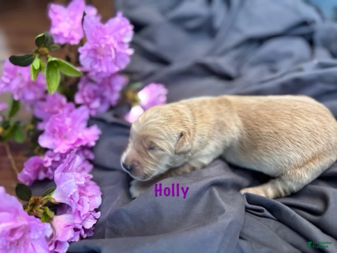 Golden Retriever dogs for sale: Holly - Ad 2