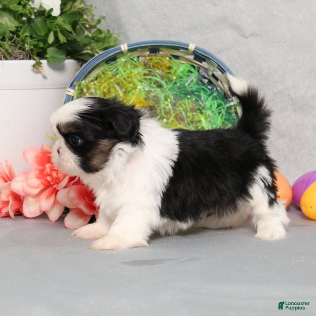 Shih Tzu dogs Jaxon  - Ad 2