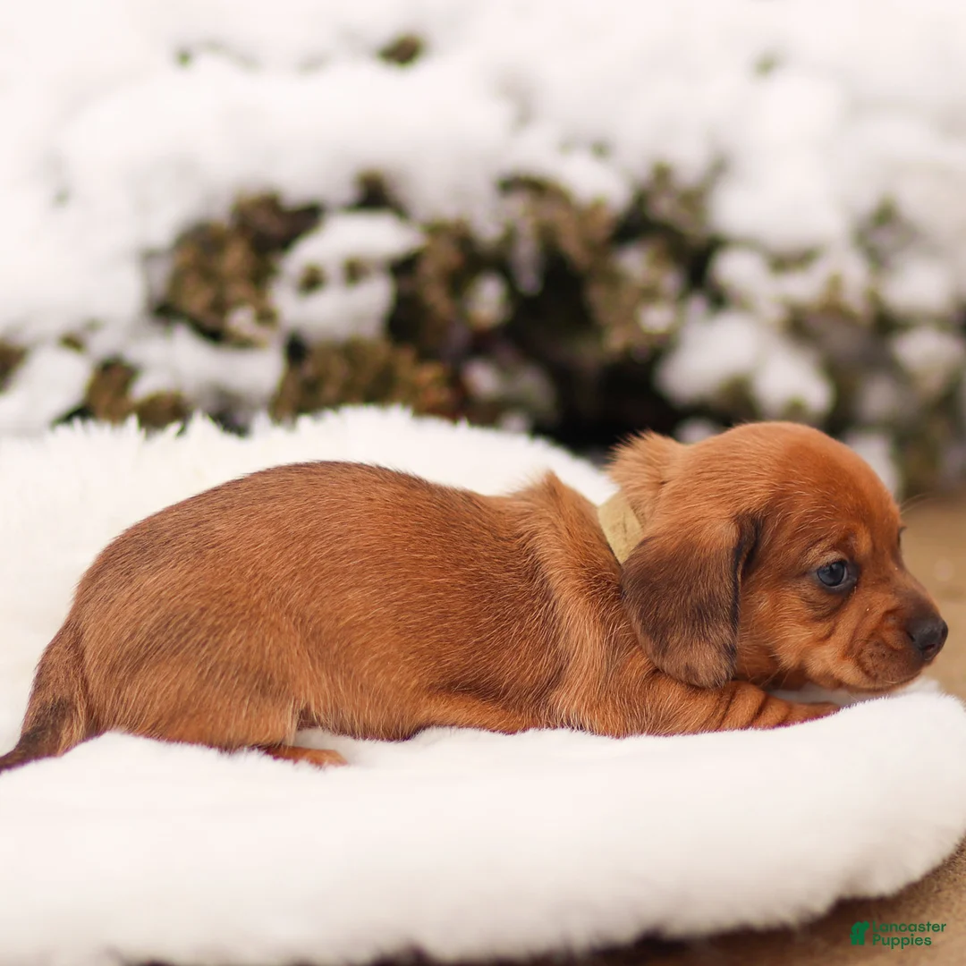 Miniature Dachshund dogs for sale: Izzy Miniature Dachshund - Ad 6