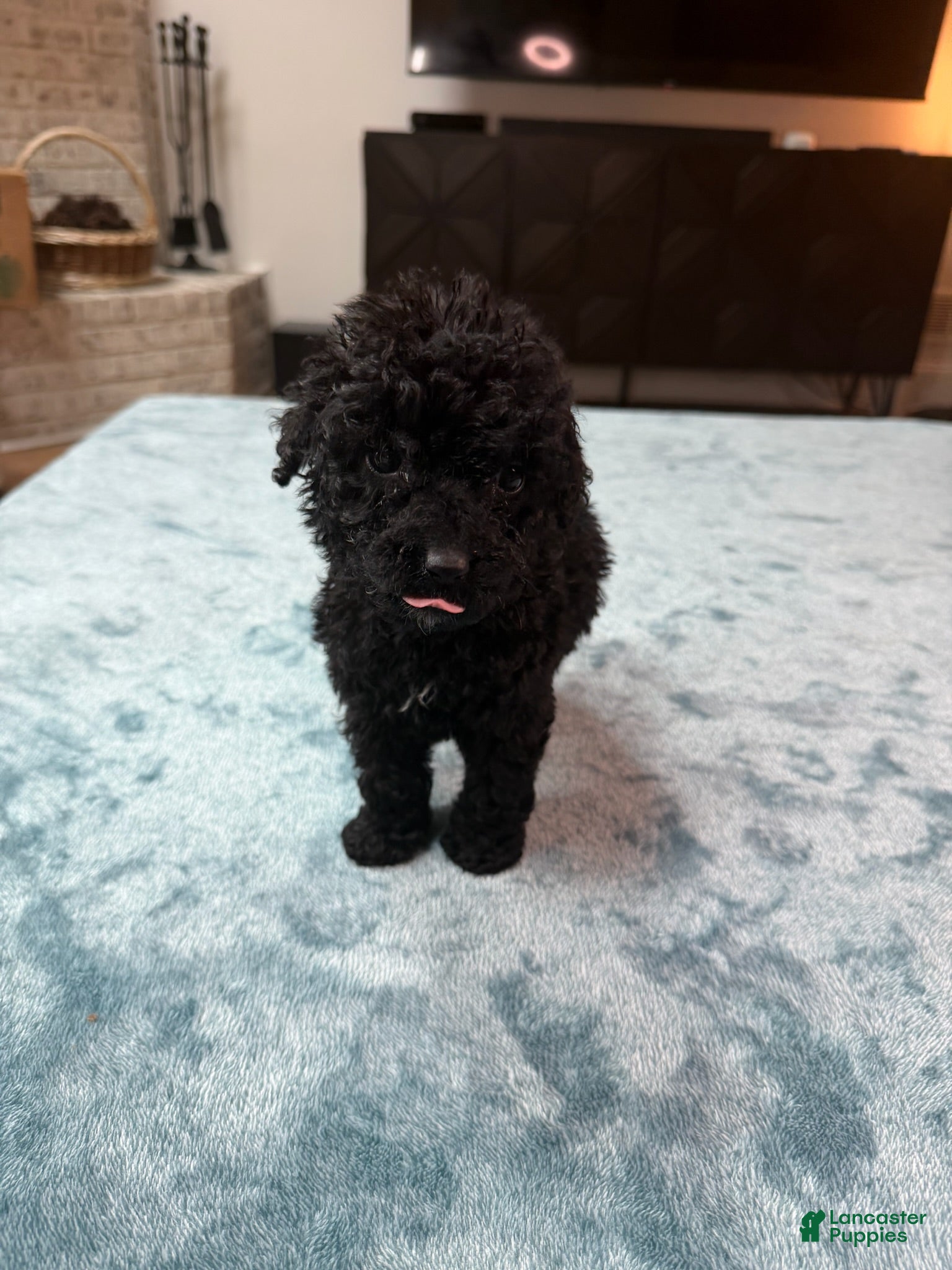 Bordoodle dogs Light Pink Girl - Ad 1