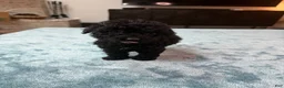 Bordoodle dogs for sale: Light Pink Girl - Ad 1