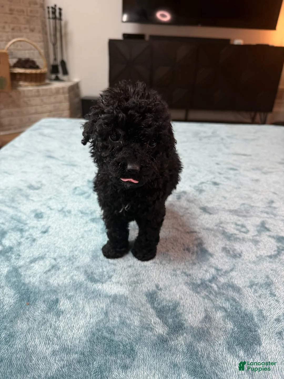 Bordoodle dogs for sale: Light Pink Girl - Ad 1