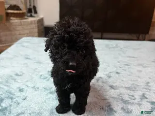 Bordoodle dogs Light Pink Girl - Ad 1