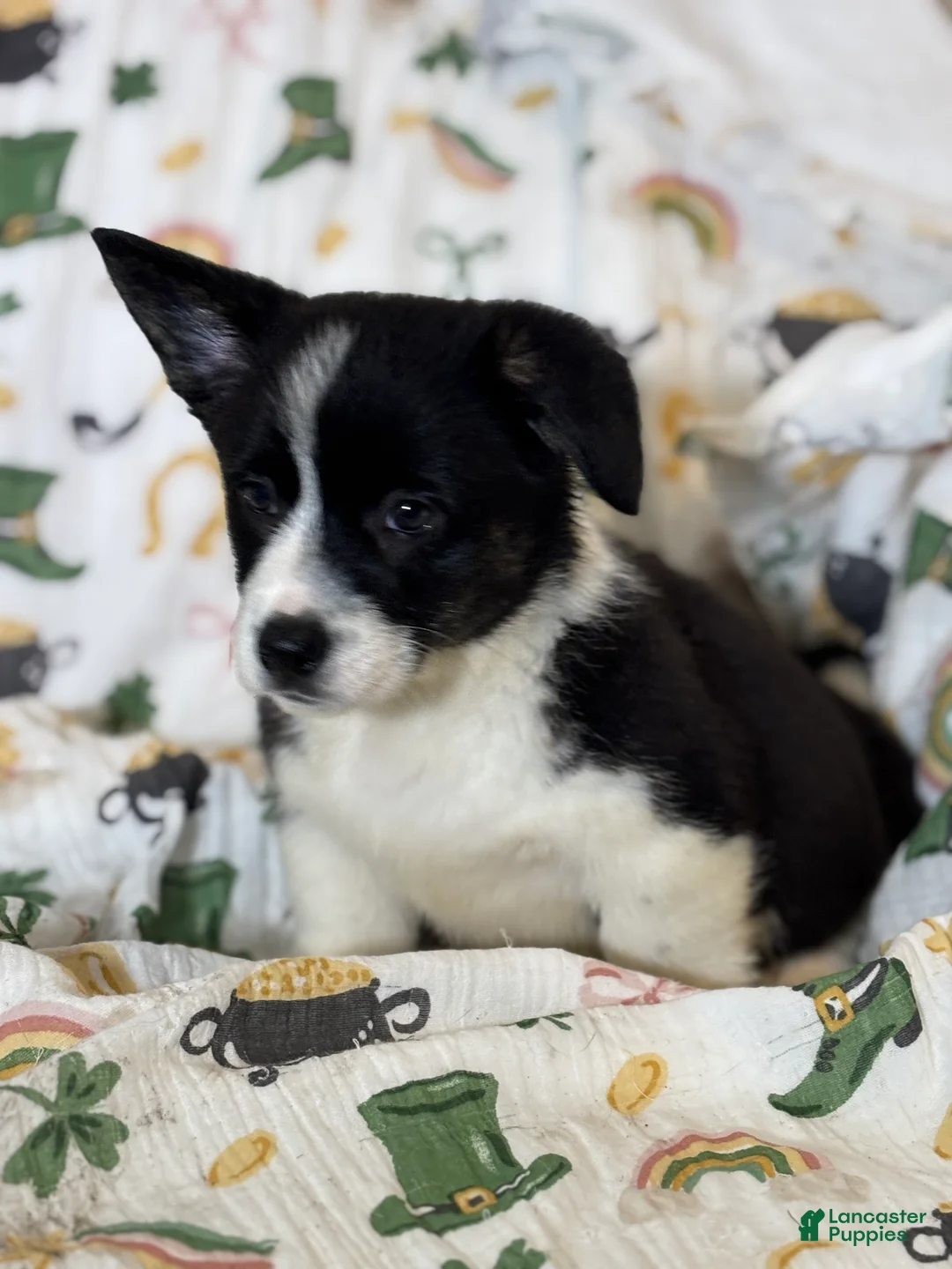 Mixed Breed dogs for sale: Max - Ad 2