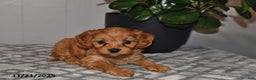 Cavapoo dogs for sale: Sadie - Ad 2